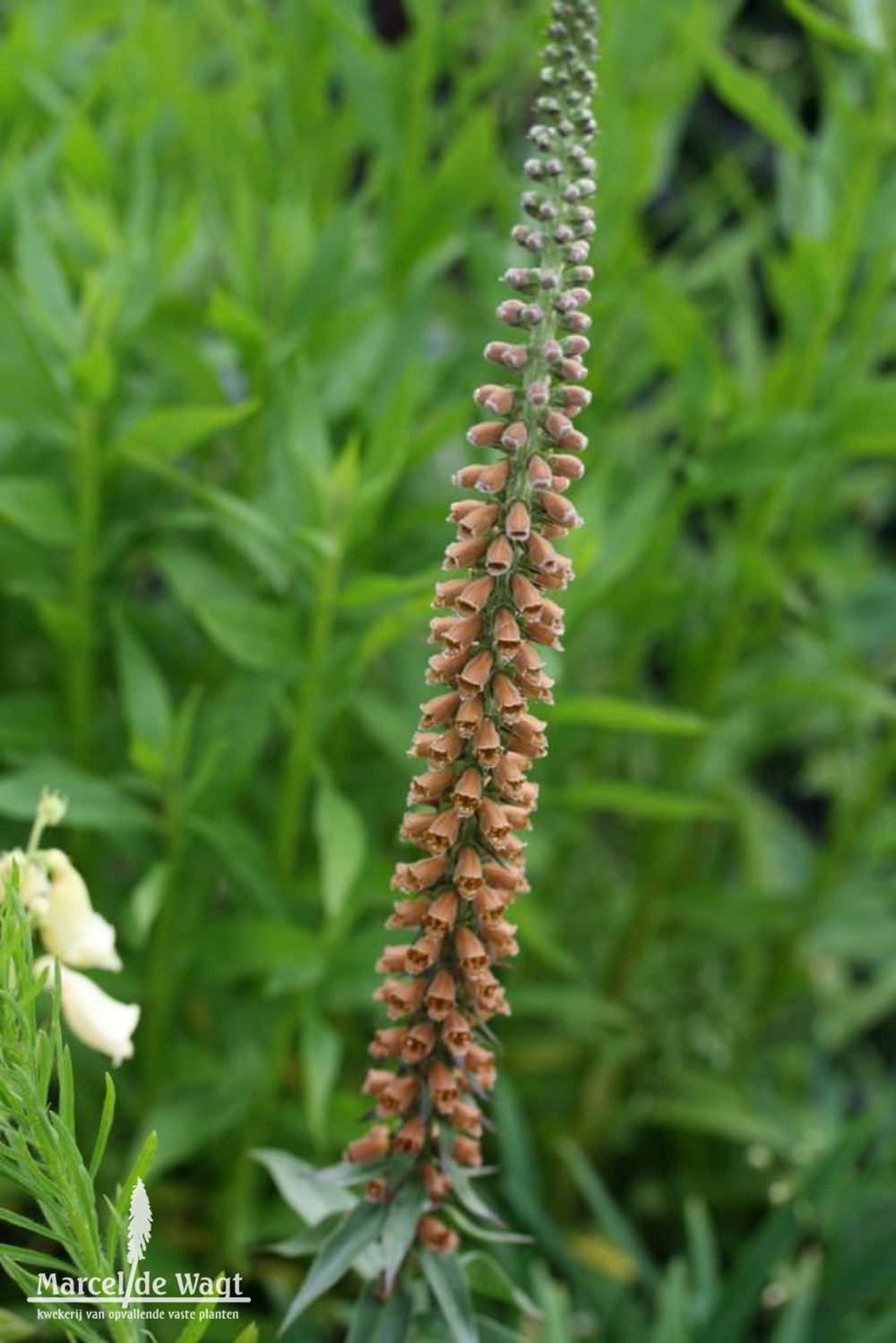 Digitalis parviflora