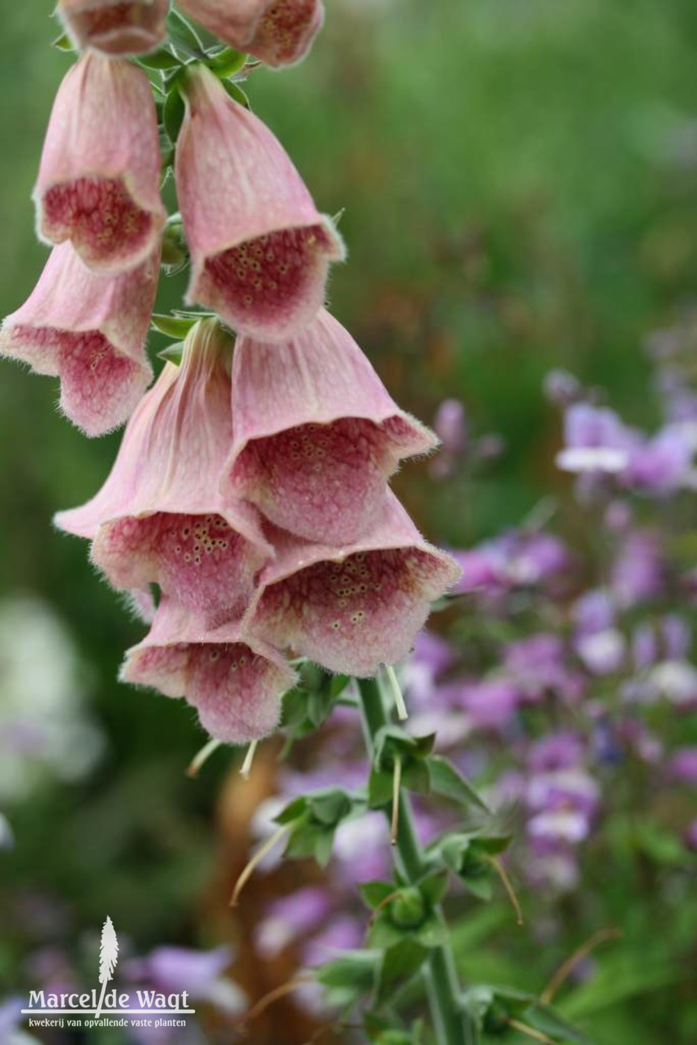 Digitalis x mertonensis