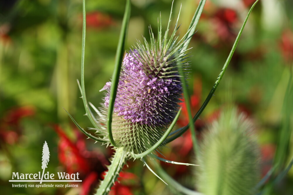 Dipsacus sylvestris