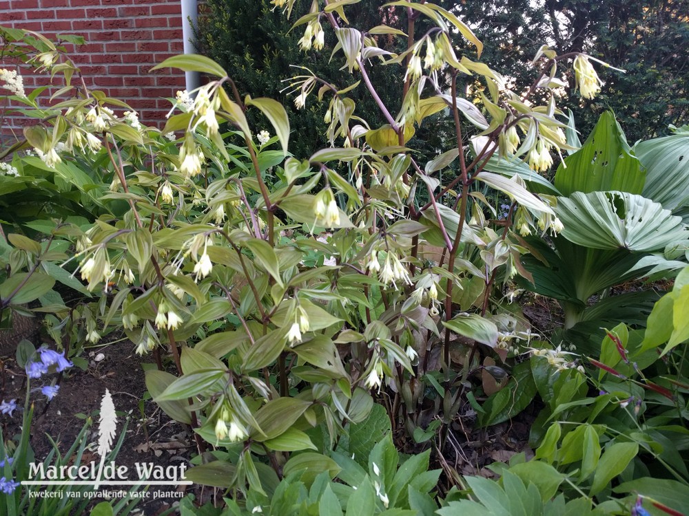 Disporum cantoniense Green Giant