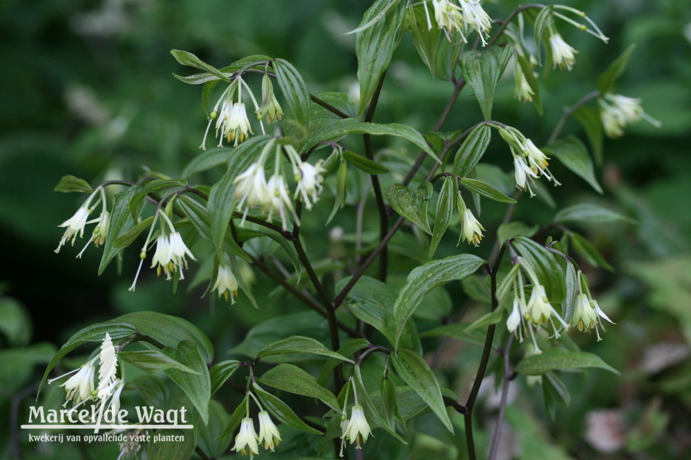 Disporum megalanthum