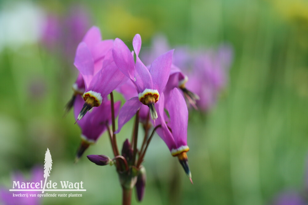 Dodecatheon Red wings