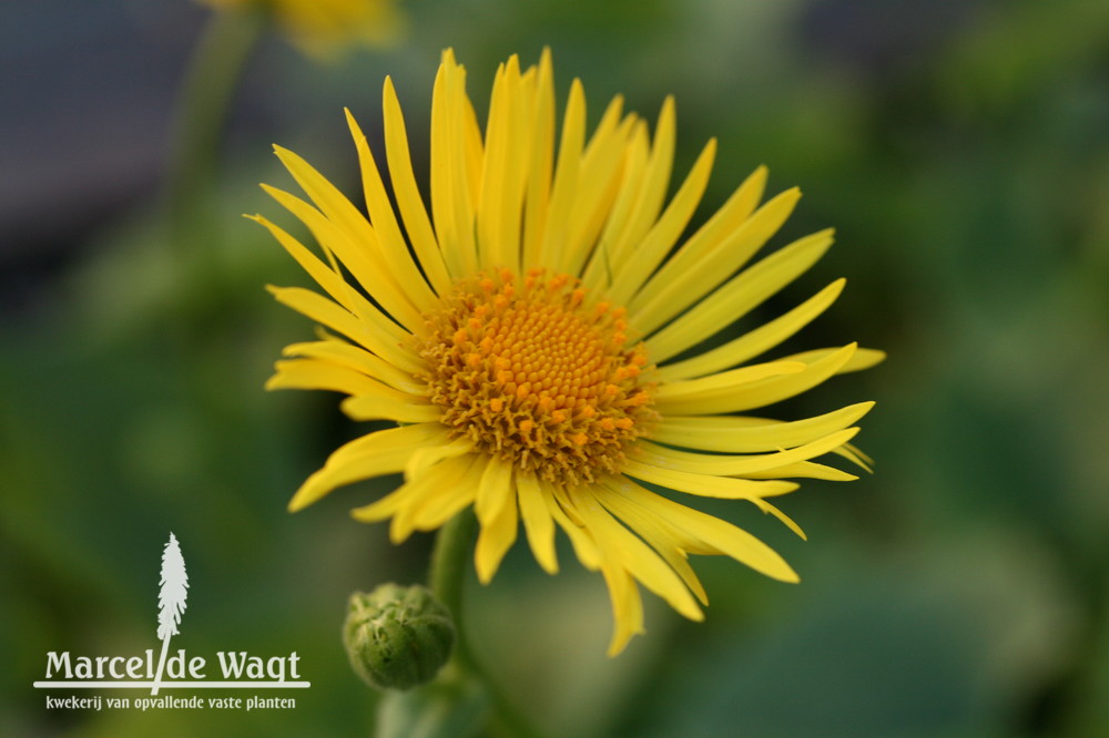 Doronicum orientale Magnificum