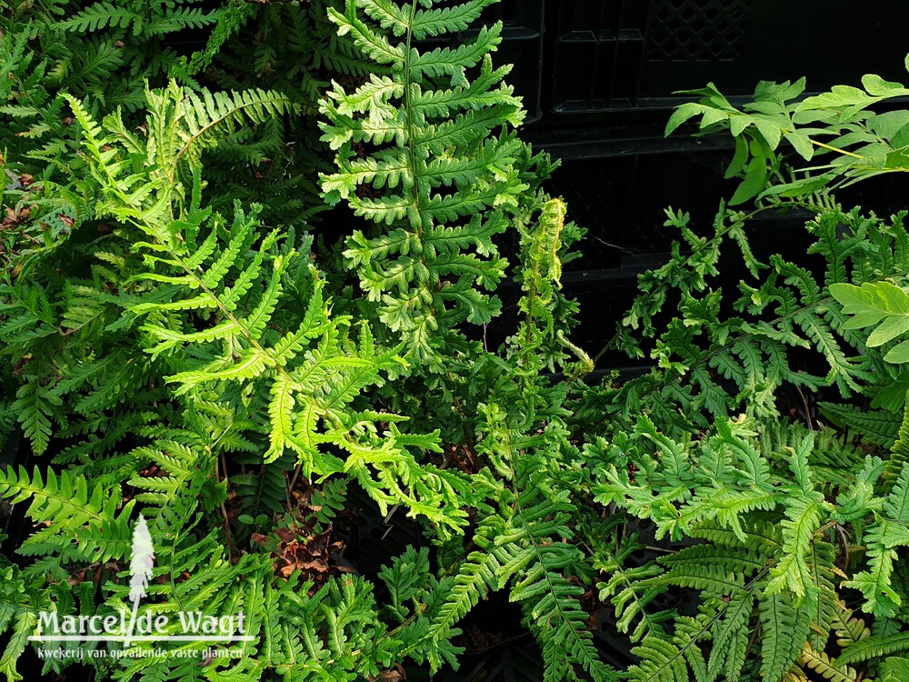 Dryopteris affinis cristata (The King)