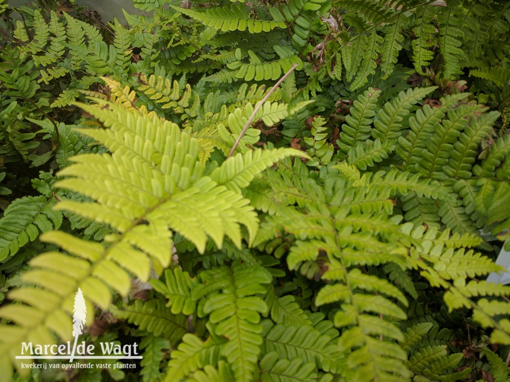 Dryopteris championii