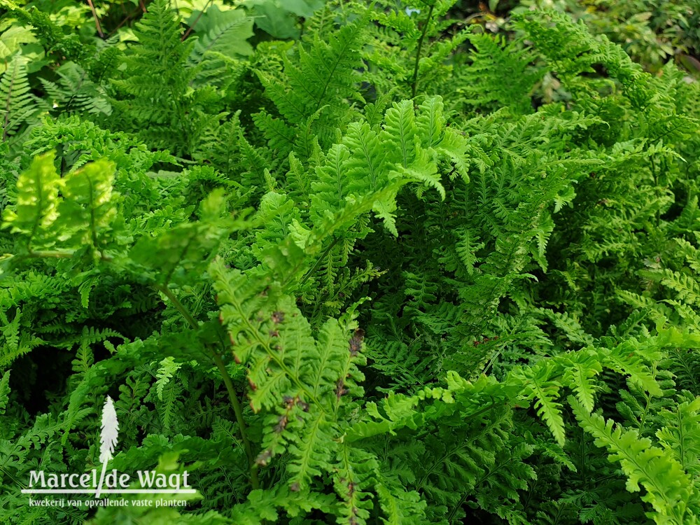 Dryopteris dilatata Crispa Whiteside