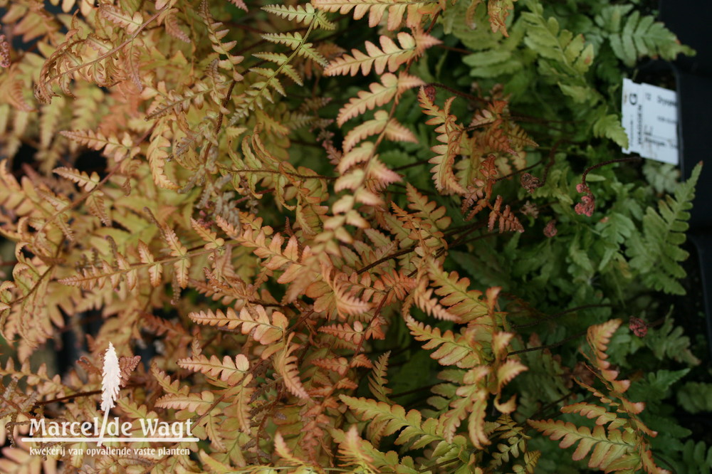 Dryopteris erythrosora