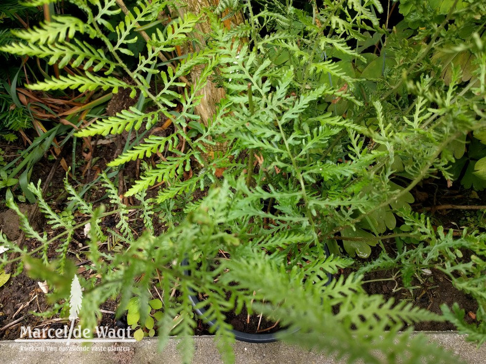 Dryopteris filix-mas Linearis Polydactyla