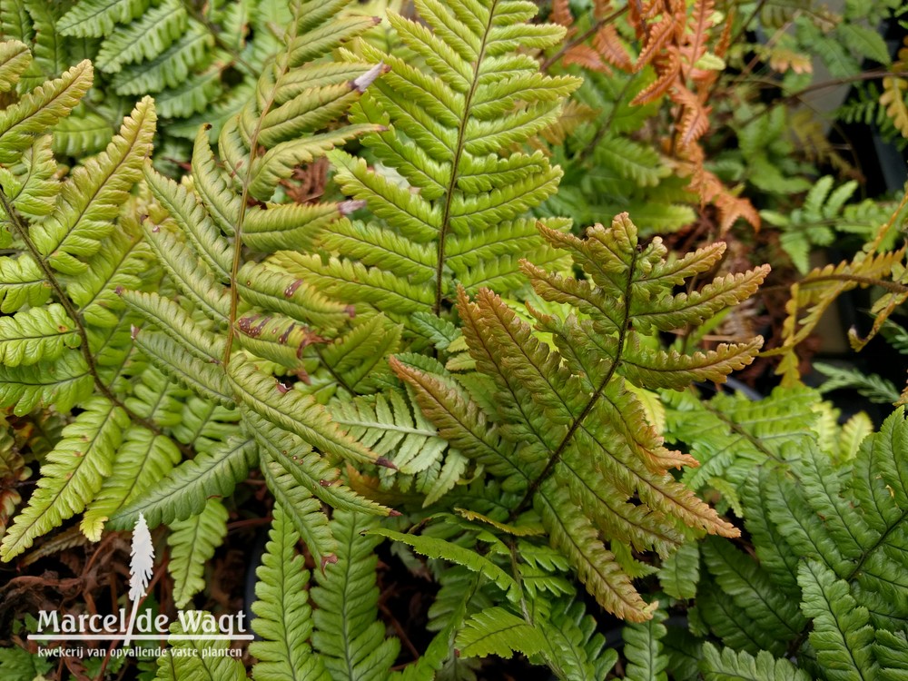 Dryopteris lepidopoda