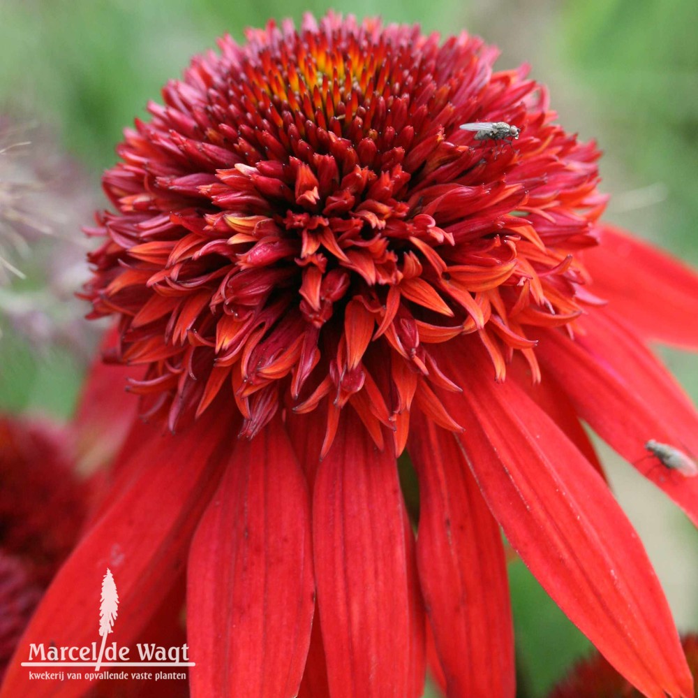 Echinacea Eccentric