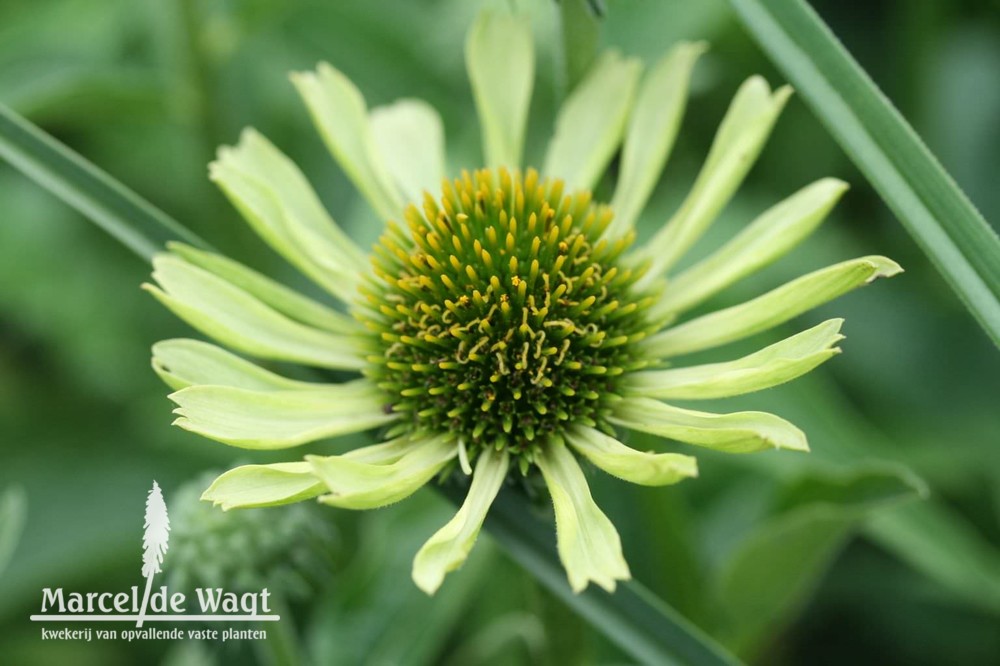 Echinacea Green Jewel