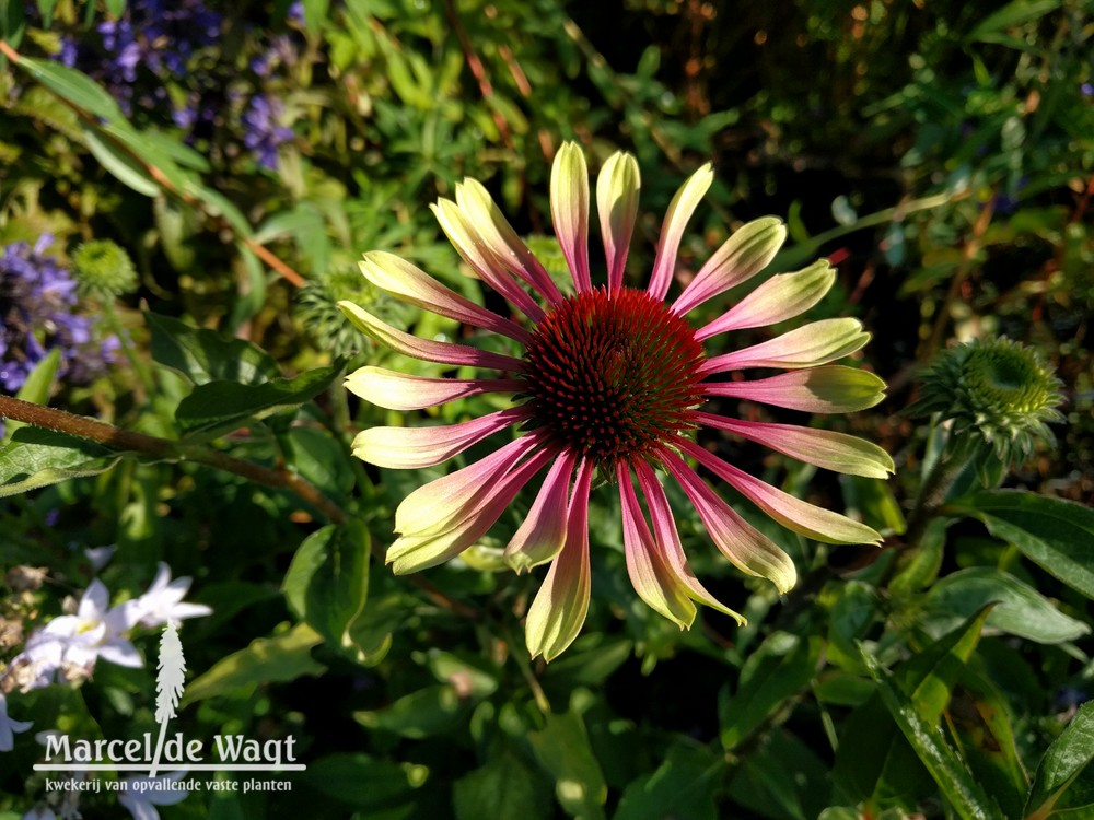 Echinacea Green Twister