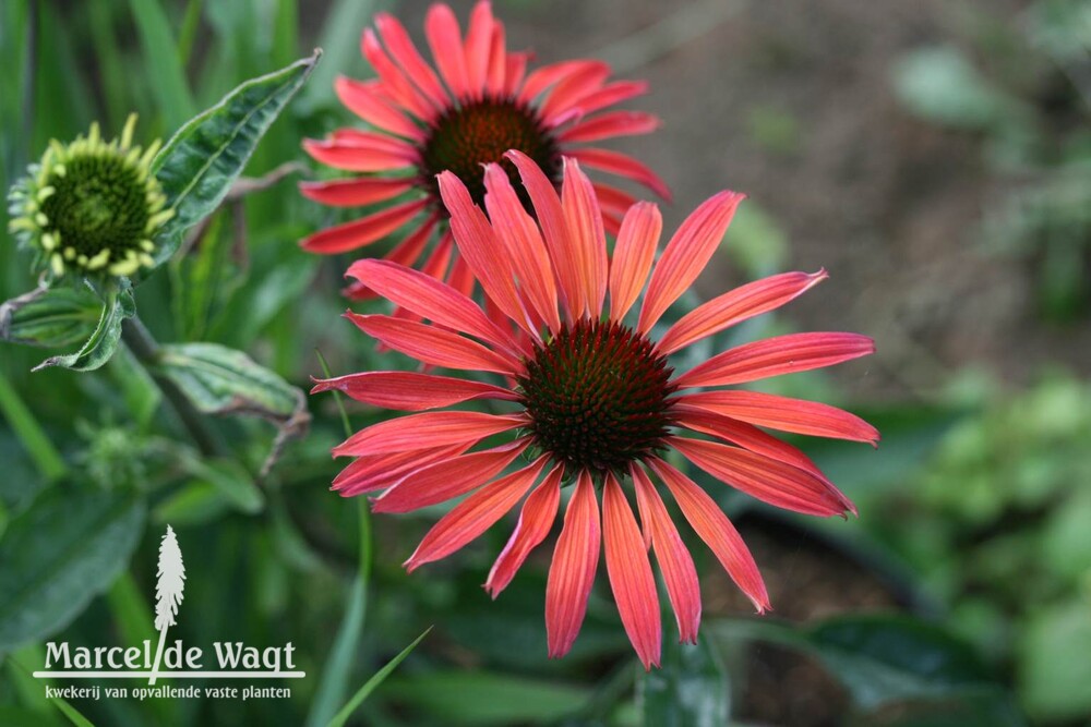Echinacea Hot Summer