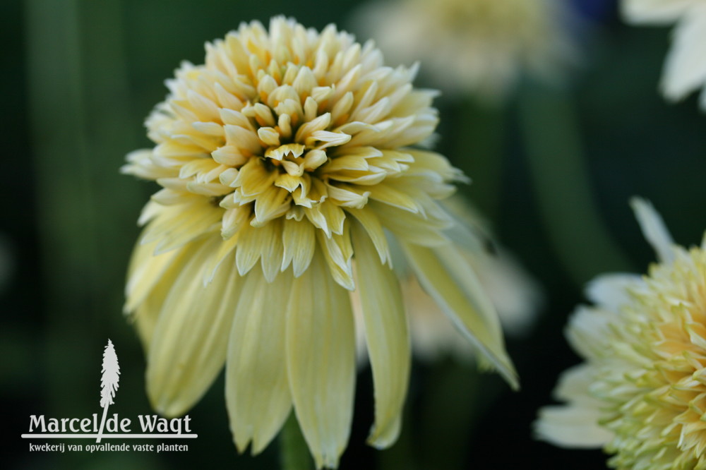 Echinacea Limoncello