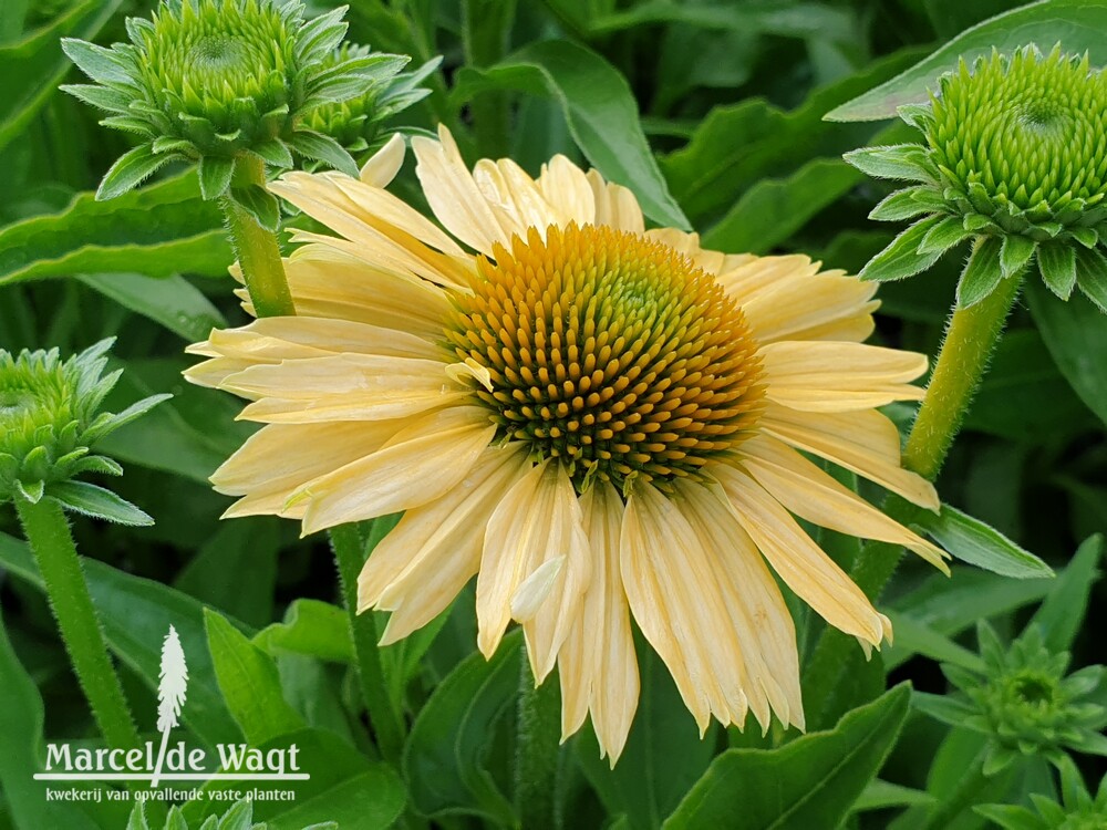 Echinacea Meditation Lime
