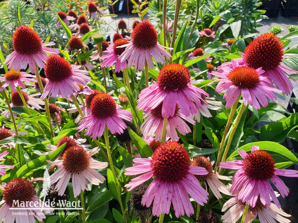 Echinacea Meditation Pink