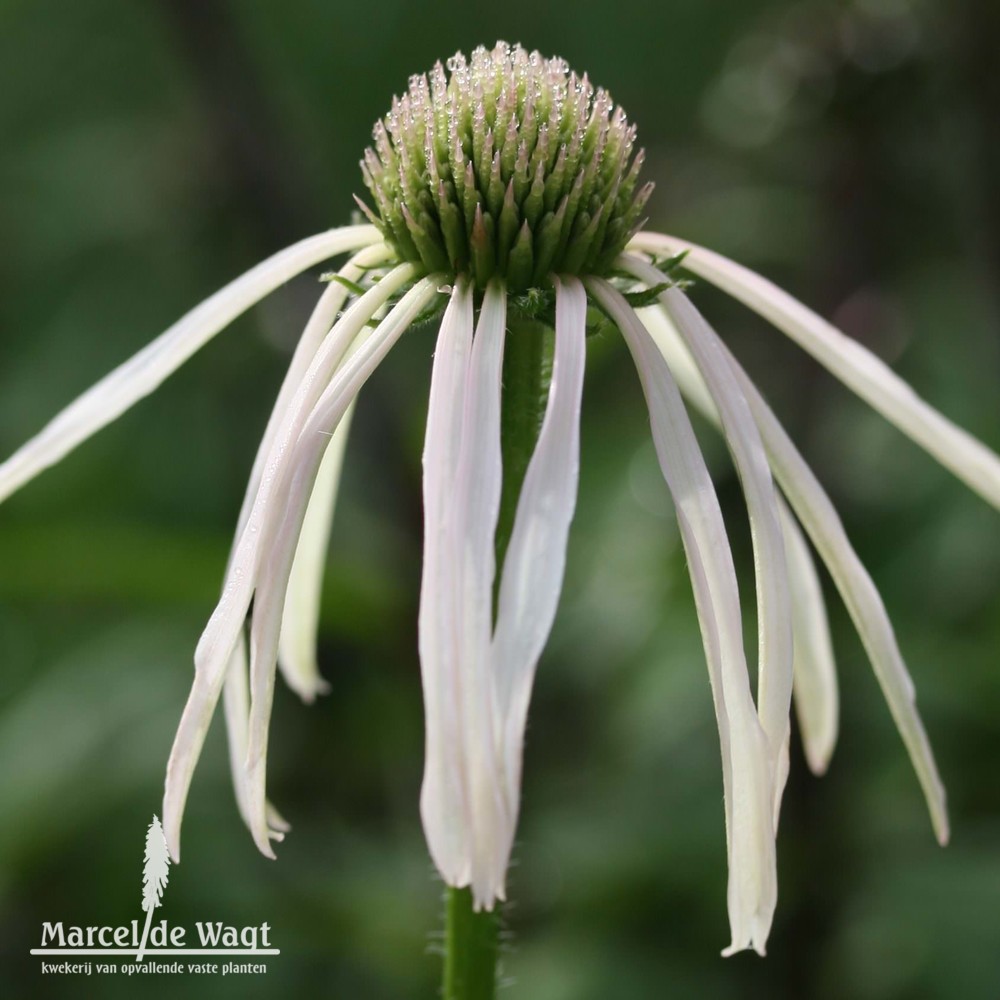 Echinacea pallida Hula Dancer