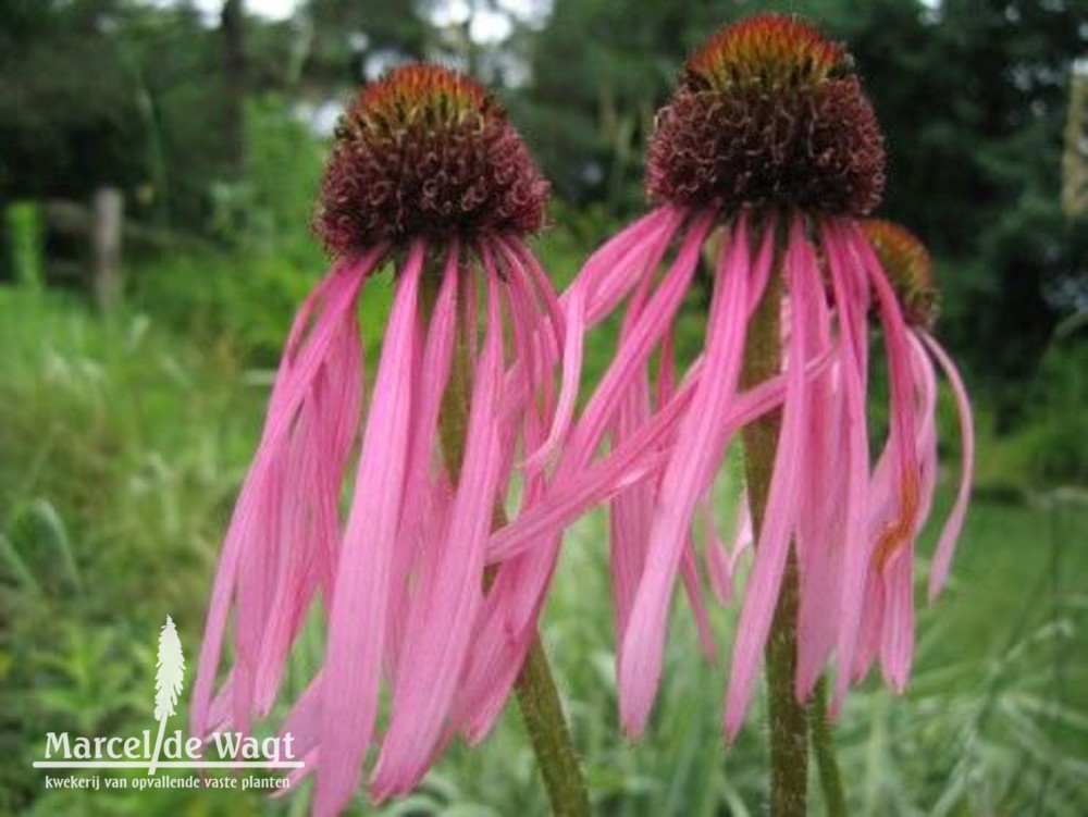 Echinacea pallida