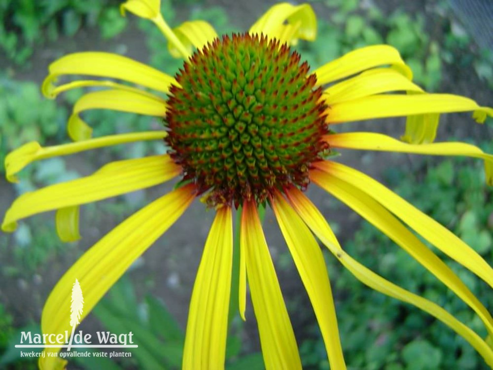 Echinacea paradoxa