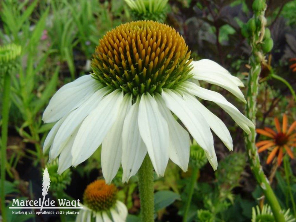 Echinacea purpurea Baby Swan White