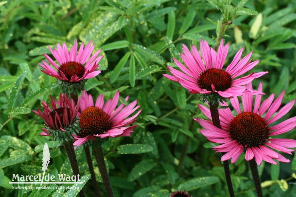 Echinacea purpurea Fatal Attraction