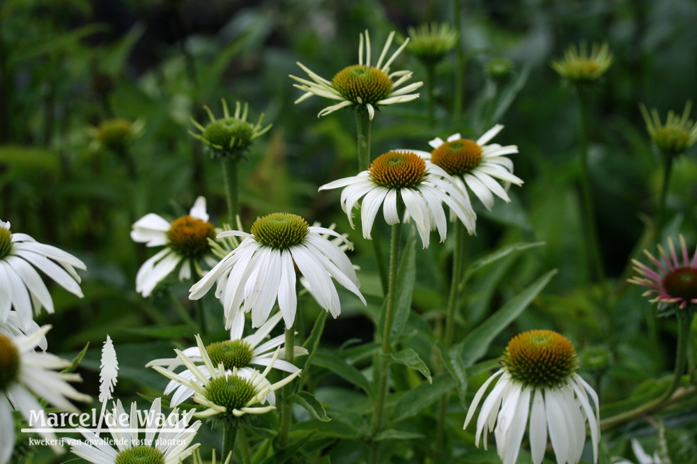 Echinacea purpurea Happy Star