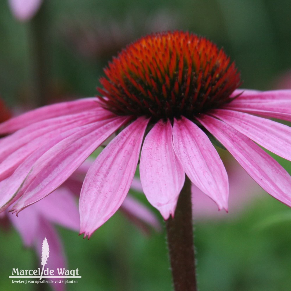 Echinacea purpurea Magnus Superieur