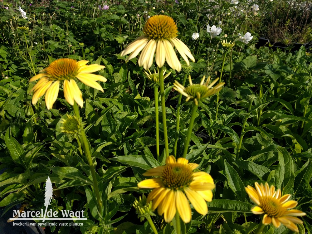 Echinacea purpurea Mellow Yellow