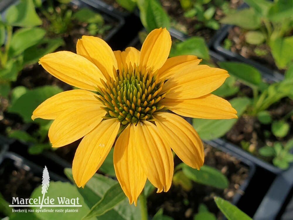 Echinacea purpurea Paradiso Yellow