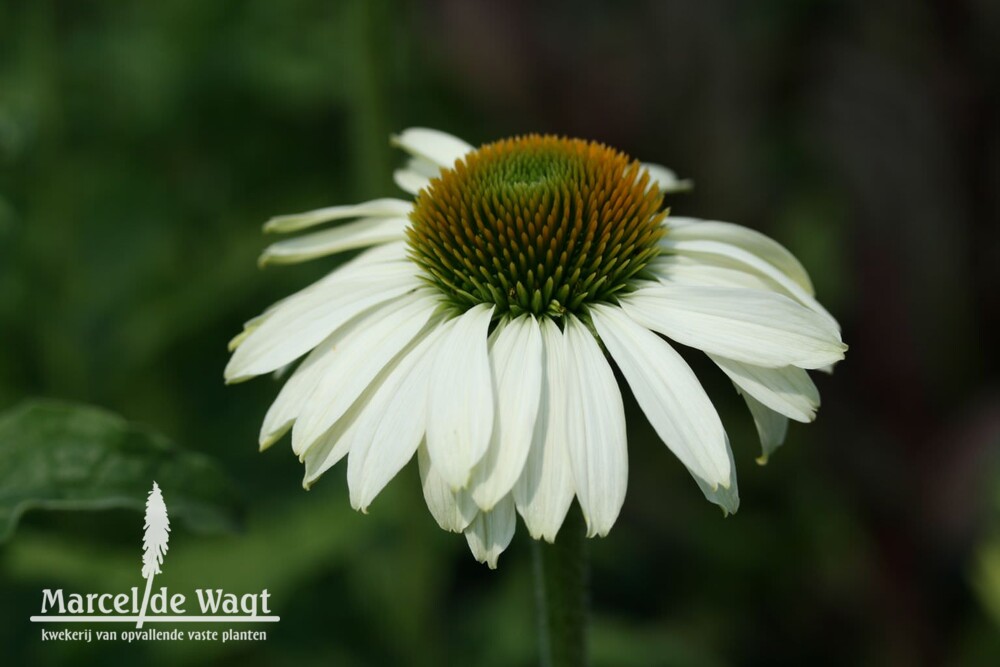 Echinacea purpurea Primmadonna White