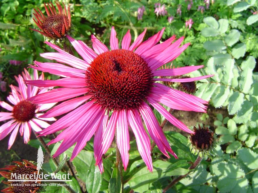 Echinacea purpurea Rubinstern