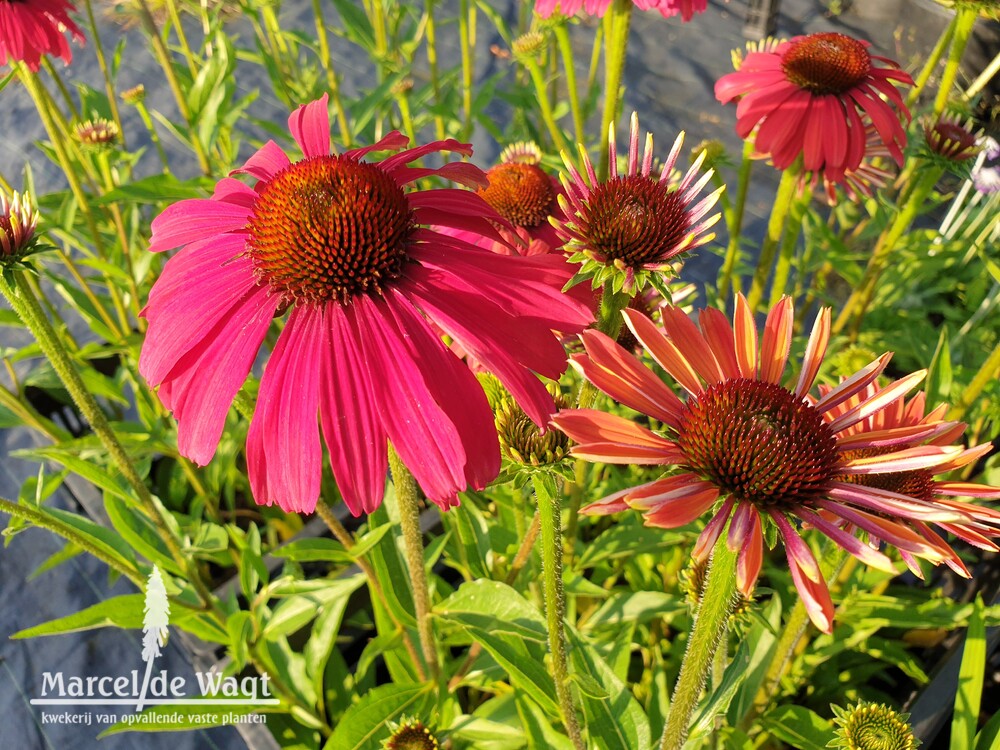 Echinacea Red Effect