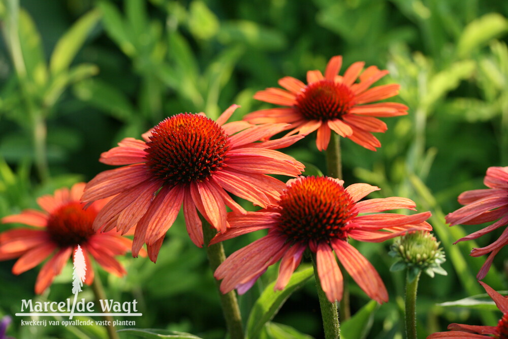 Echinacea Sensation Orange