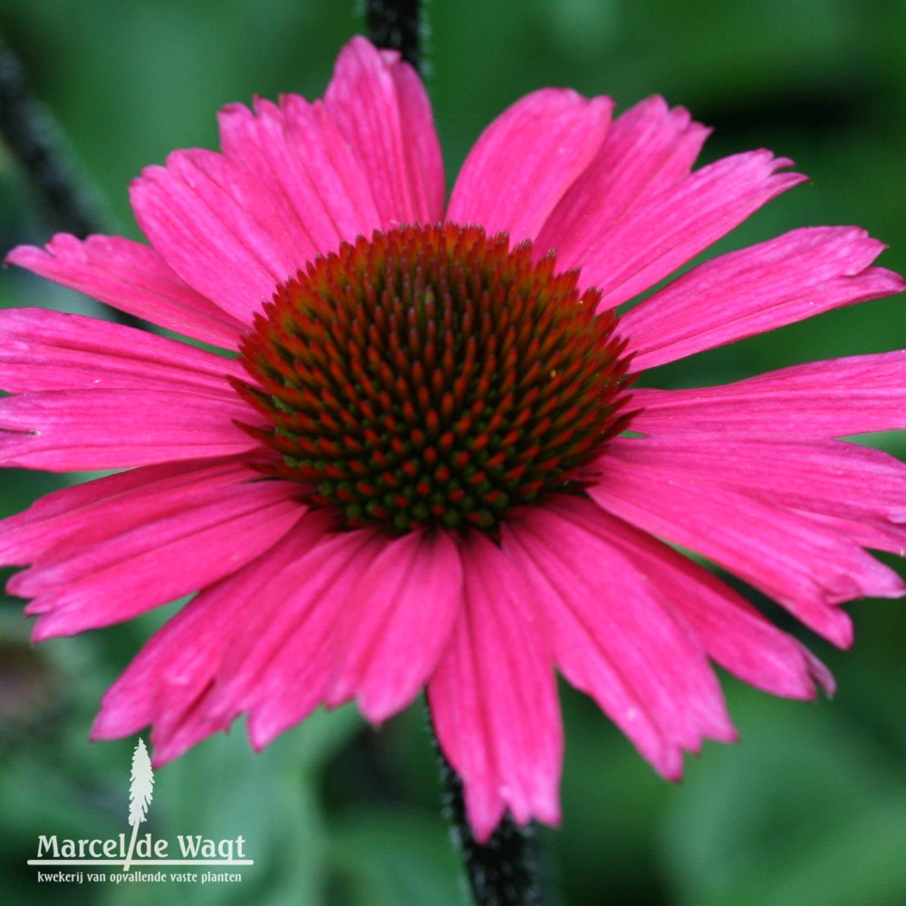 Echinacea Sensation Pink