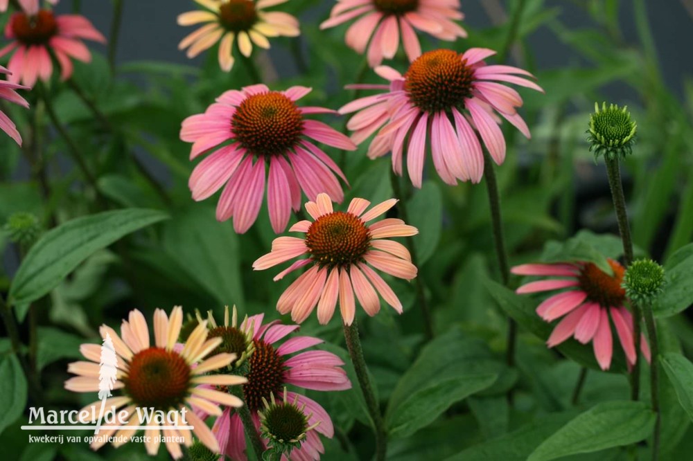 Echinacea Summer Cocktail