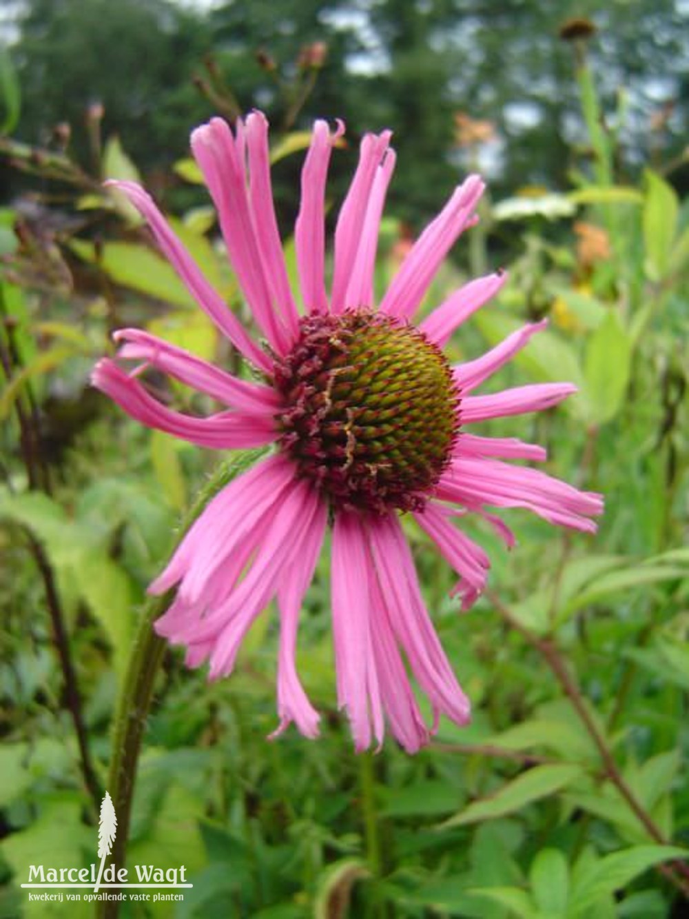 Echinacea tennesseensis Rocky Top Hybriden