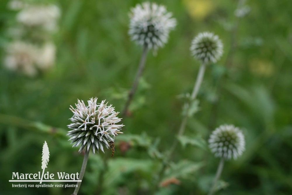 Echinops bannaticus Star Frost