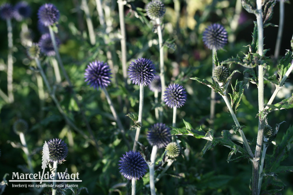 Echinops ritro Veitch's Blue