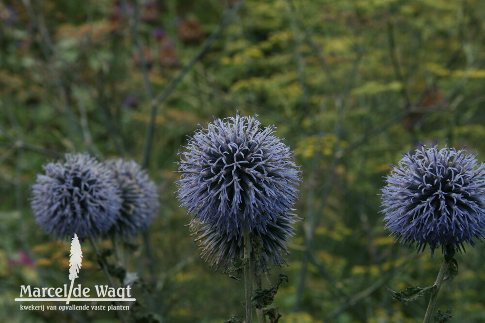 Echinops ritro