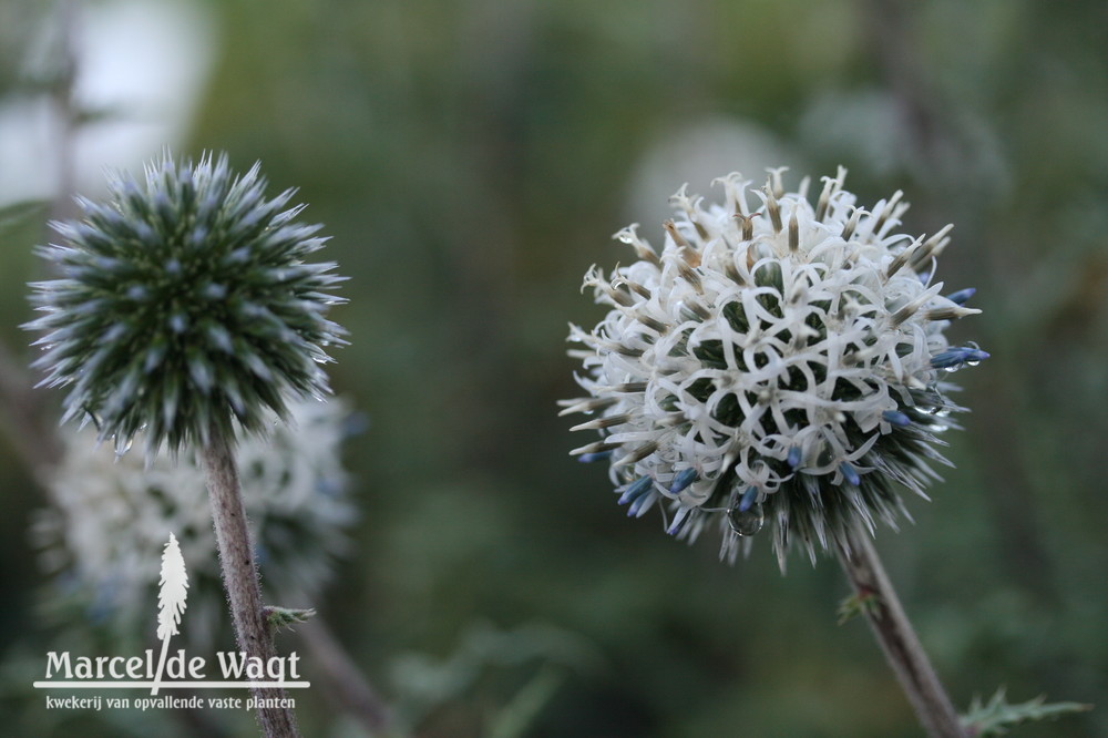 Echinops sphaerocephatus Arctic Glow