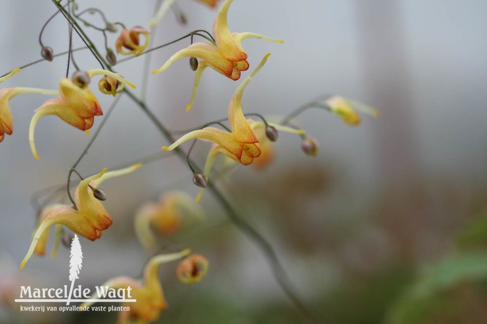 Epimedium Amber Queen