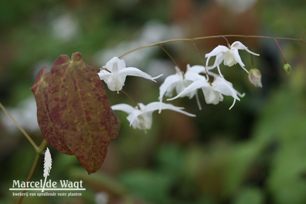 Epimedium Artic Wings