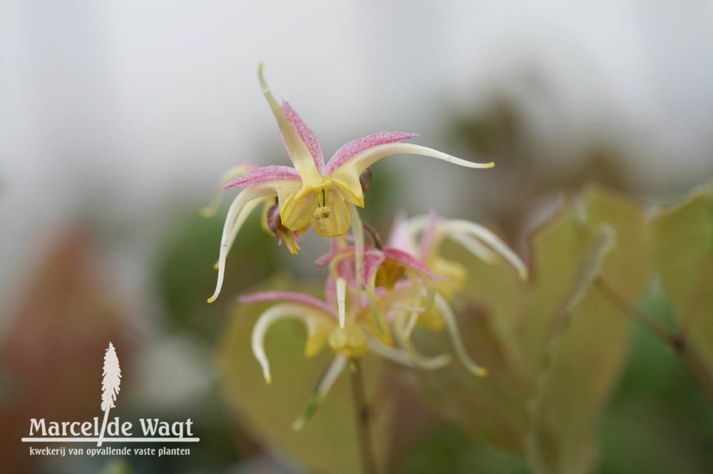 Epimedium Fire Dragon