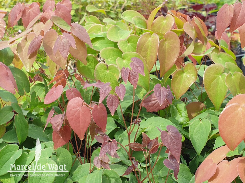 Epimedium grandiflorum Dark Beauty