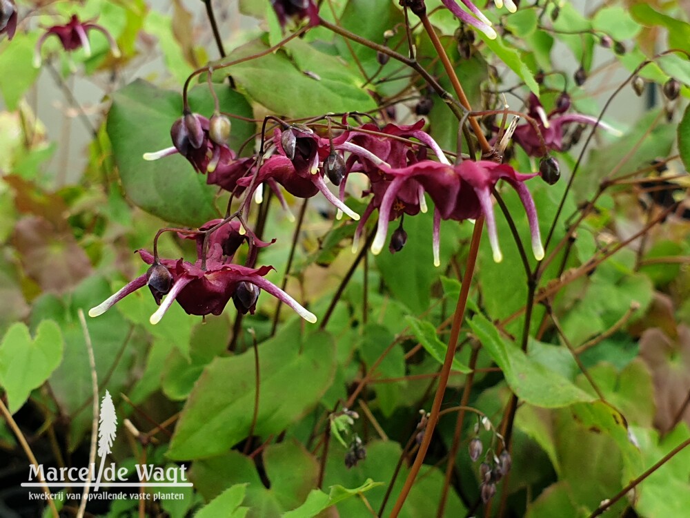 Epimedium Red Maximum