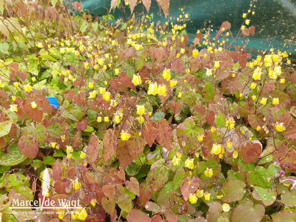 Epimedium Sunny and Share