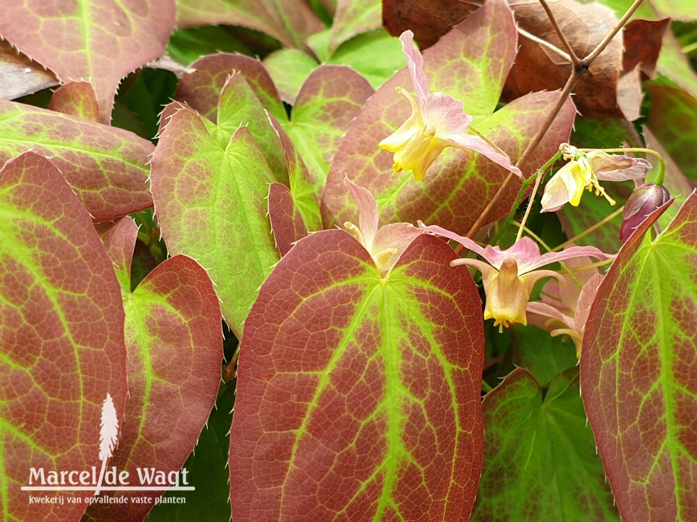 Epimedium x versicolor Cupreum