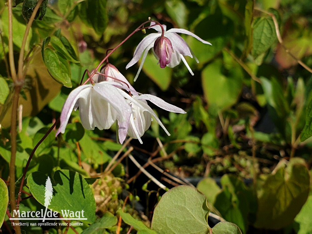 Epimedium x yougianum Yenomoto