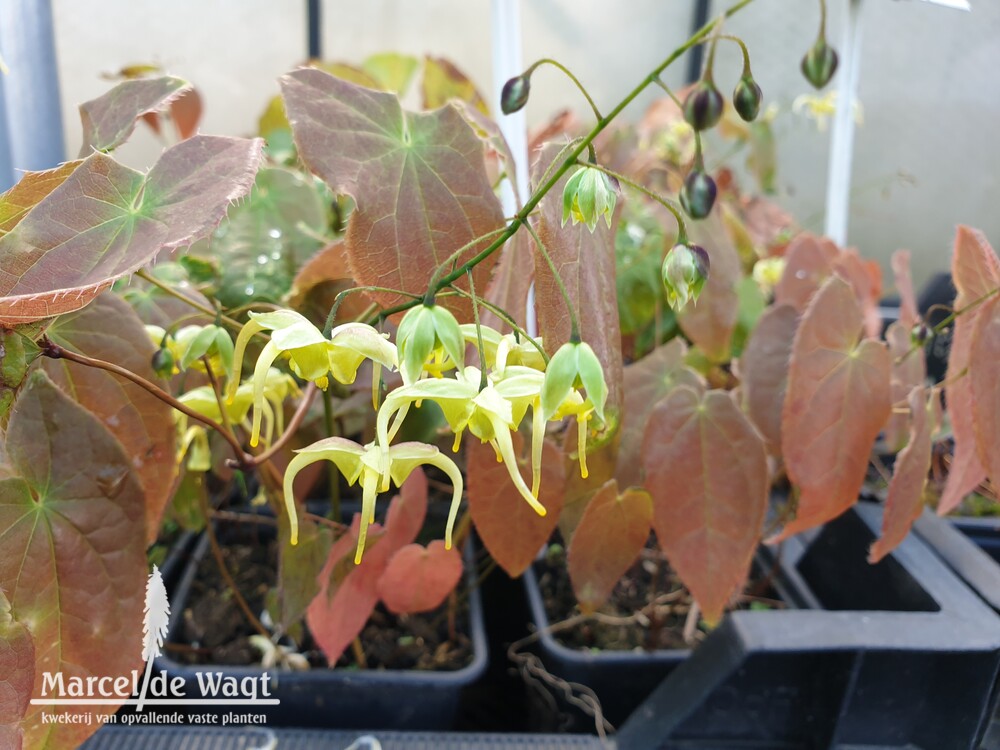 Epimedium Zaailing 2014mvnE