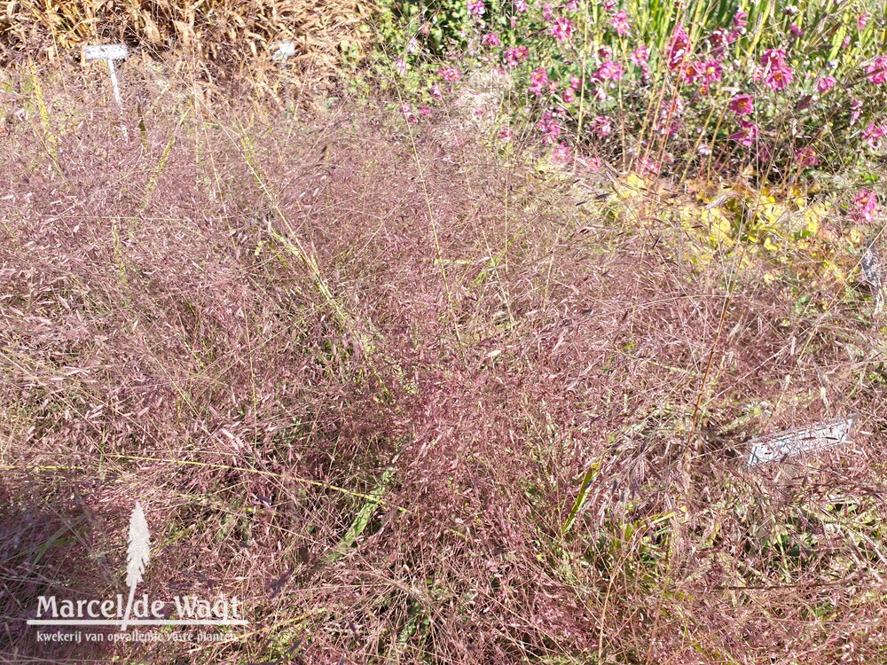 Eragrostis spectabilis Purpurflirren